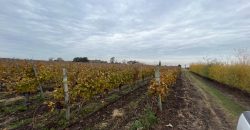 25 Ha Weingut in Canelones – Cerrillos