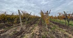 25 Ha Weingut in Canelones – Cerrillos