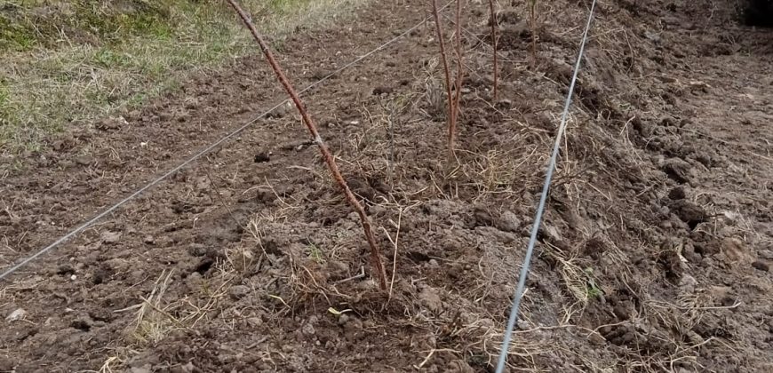 15 Ha kleines Langut in Rocha mit laufender Obstproduktion