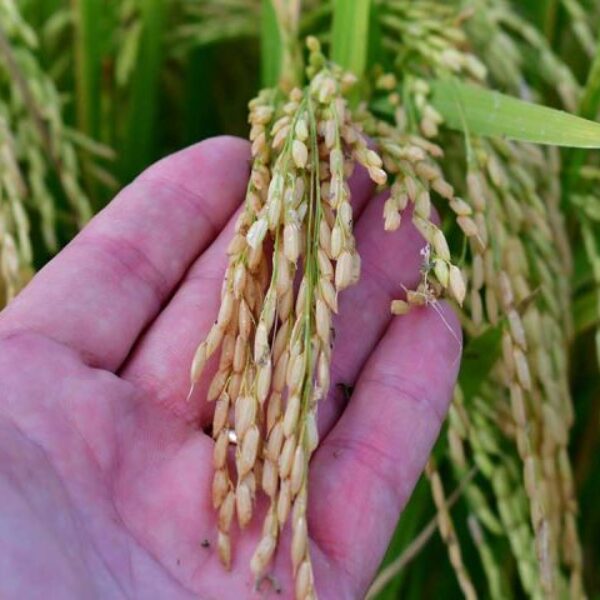 Rekordumsatz für Uruguay in einem außergewöhnlichen Jahr für die Reisproduktion