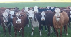 6.500 Ha Farm in Cerro Largo teilweise Ackerland für Reis geeignet