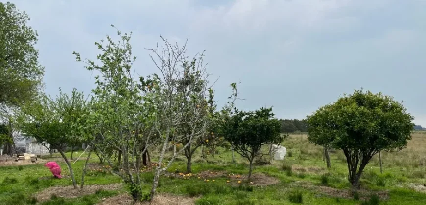 5.6 Ha Ackerland mit Haus in Tala – Canelones