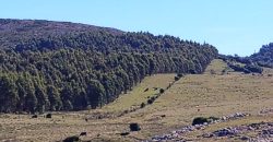 145 Ha in Minas Lavalleja für Forst- und Viehwirtschaft