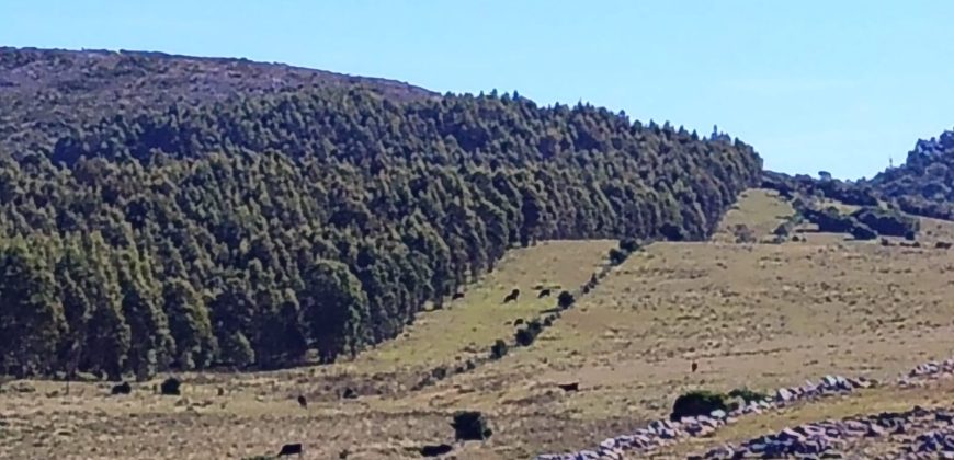 145 Ha in Minas Lavalleja für Forst- und Viehwirtschaft
