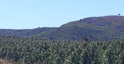 145 Ha in Minas Lavalleja für Forst- und Viehwirtschaft