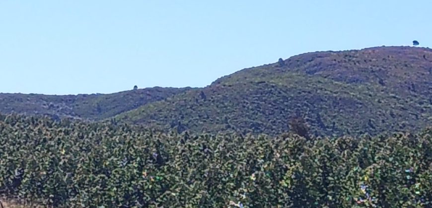 145 Ha in Minas Lavalleja für Forst- und Viehwirtschaft