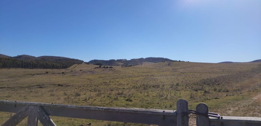 145 Ha in Minas Lavalleja für Forst- und Viehwirtschaft