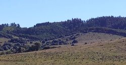 145 Ha in Minas Lavalleja für Forst- und Viehwirtschaft