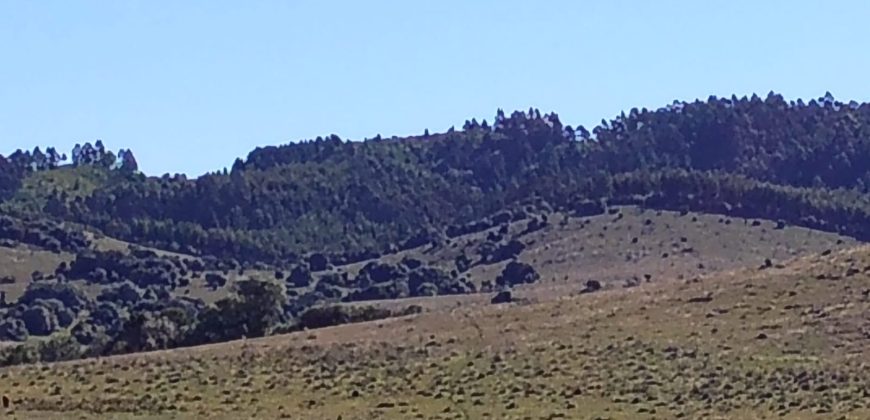 145 Ha in Minas Lavalleja für Forst- und Viehwirtschaft